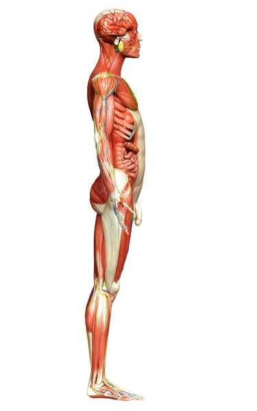 Resi Medicalmente Accurati Dell Anatomia Maschile — Foto Stock