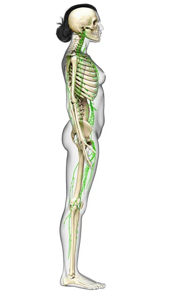 Tıbbi Olarak Bir Kadın Lenf Sisteminin Doğru Bir Çizimi — Stok fotoğraf