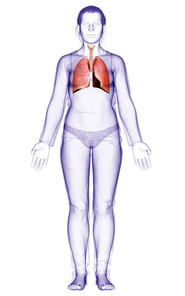 Gerenderte Medizinisch Korrekte Darstellung Einer Weiblichen Lungenanatomie — Stockfoto