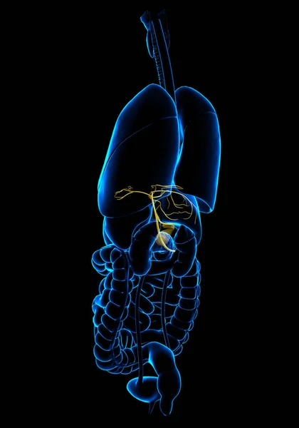 Renderizado Ilustración Médicamente Precisa Los Órganos Vesícula Biliar Anatomía — Foto de Stock
