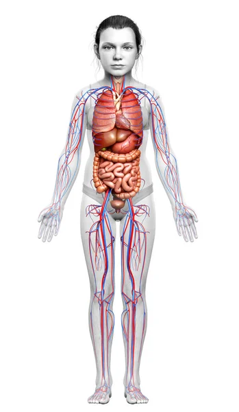 Renderizado Ilustração Medicamente Precisa Sistema Circulatório Menina Jovem Órgãos Internos — Fotografia de Stock
