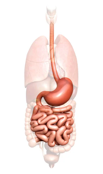 3D渲染 对胃和小肠的医学上准确的描述 — 图库照片
