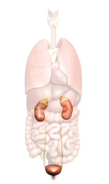 Renderizado Ilustración Médicamente Precisa Los Riñones Sistema Urinario — Foto de Stock