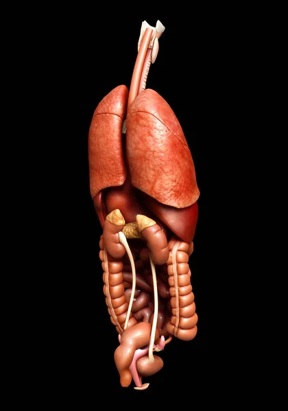 Renderizado Ilustración Médicamente Precisa Órganos Internos — Foto de Stock