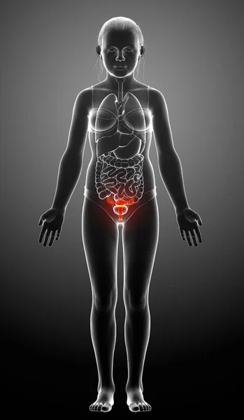 Gjorde Medicinskt Korrekt Illustration Ung Flicka Livmoder Anatomi — Stockfoto