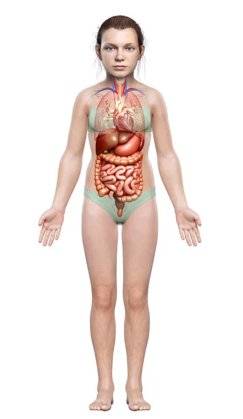 Rendered Medically Accurate Illustration Young Girl Digestive System Heart — Stock Photo, Image