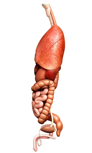 Gjorde Medicinskt Korrekt Illustration Inre Organ — Stockfoto