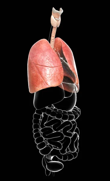 Renderizado Ilustración Médicamente Precisa Una Anatomía Pulmonar — Foto de Stock