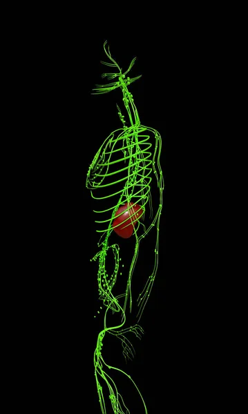 3Dはリンパ系の医学的に正確なイラストをレンダリングしました — ストック写真