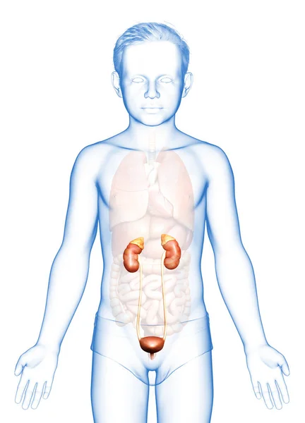 Boyutlu Tıbbi Olarak Genç Çocuğun Böbrek Anatomisini Gösteriyor — Stok fotoğraf