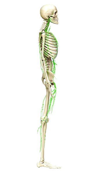 Lenfatik Sistemin Tıbben Doğru Çizimi — Stok fotoğraf