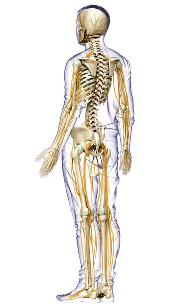 Medisch Nauwkeurige Illustratie Van Het Zenuwstelsel Het Skelet Systeem — Stockfoto