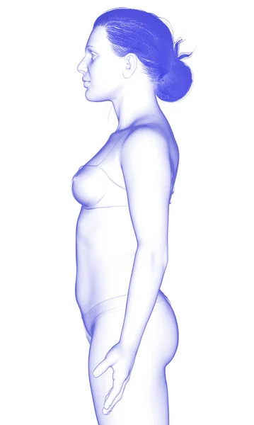 Representada Ilustración Del Cuerpo Femenino —  Fotos de Stock