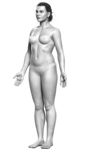 Gerenderte Illustration Des Weiblichen Körpers — Stockfoto