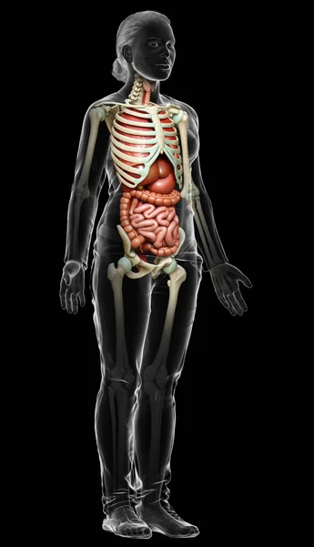 Medisch Nauwkeurige Illustratie Van Vrouwelijke Inwendige Organen Skelet Syste — Stockfoto