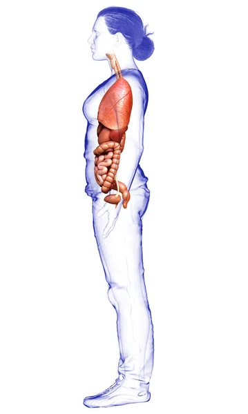 3D对女性内脏器官进行了准确的医学描述 — 图库照片