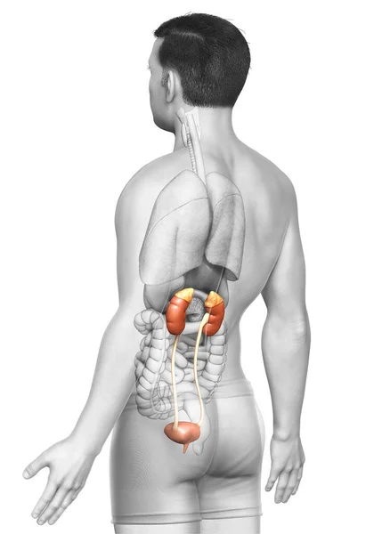 Renderizado Ilustración Médicamente Precisa Los Riñones —  Fotos de Stock