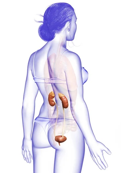 Renderizado Ilustração Medicamente Precisa Dos Rins Femininos — Fotografia de Stock