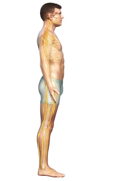 Тривимірна Медично Точна Ілюстрація Чоловічої Нервової Системи — стокове фото