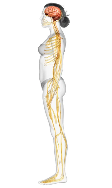 Reso Illustrazione Medicalmente Esatta Sistema Nervoso Femminile — Foto Stock