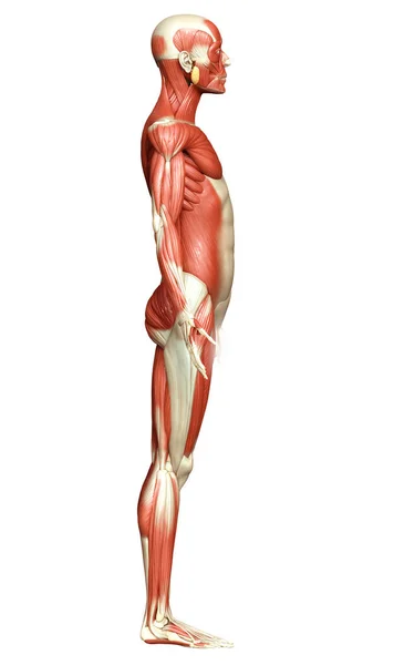 의학적으로 체계를 정확하게 묘사하였다 — 스톡 사진