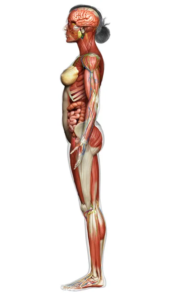 Görs Medicinskt Korrekt Den Kvinnliga Anatomin — Stockfoto