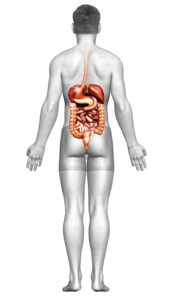 Renderizado Ilustração Medicamente Precisa Syste Digestivo Masculino — Fotografia de Stock