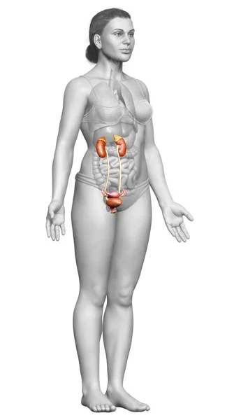3D制作的女性肾脏医学上准确的图解 — 图库照片