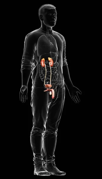 Utförd Medicinskt Korrekt Illustration Njurarna — Stockfoto