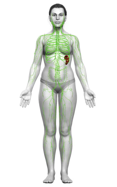 Tıbbi Olarak Bir Kadın Lenf Sisteminin Doğru Bir Çizimi — Stok fotoğraf