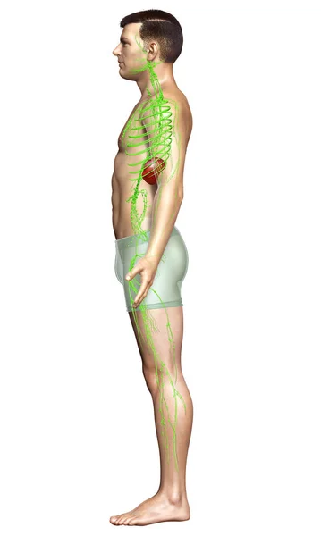 Оказана Медицинская Точная Иллюстрация Мужской Лимфатической Системы — стоковое фото