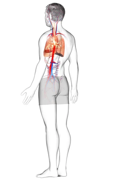 Vykreslené Lékařsky Přesné Ilustrace Mužské Plicní Anatomie — Stock fotografie