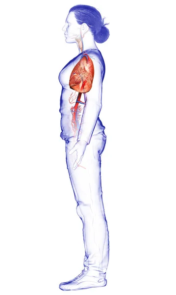 렌더링된 의학적으로 폐해부학의 — 스톡 사진