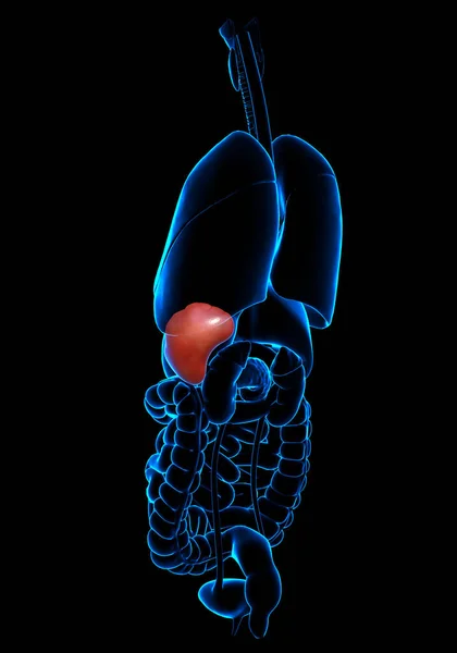 Renderizado Ilustração Medicamente Precisa Anatomia Baço — Fotografia de Stock