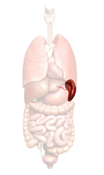 3Dレンダリング 脾臓解剖学の医学的に正確なイラスト — ストック写真