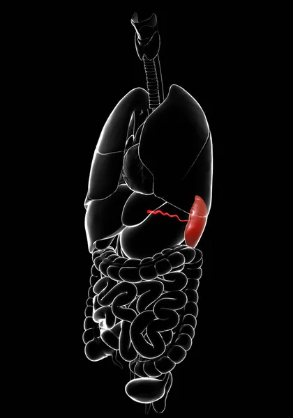 Αποδίδεται Ιατρικά Ακριβή Απεικόνιση Του Spleen Ανατομία — Φωτογραφία Αρχείου