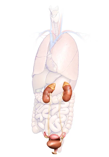 3D对女性肾脏和泌尿系统进行了精确的医学描述 — 图库照片