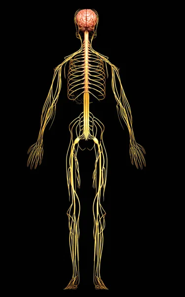 3Dは神経系の医学的に正確なイラストをレンダリングしました — ストック写真