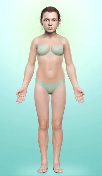 Rendered Illustration Young Girl Body — Stock Photo, Image