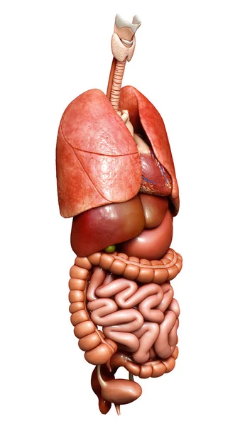 Gjorde Medicinskt Korrekt Illustration Inre Organ — Stockfoto