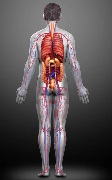 Reso Illustrazione Clinicamente Accurata Del Sistema Circolatorio Maschile Degli Organi — Foto Stock