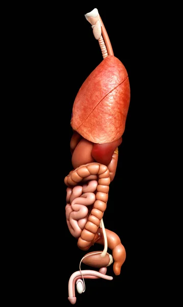 Rendered Medically Accurate Illustration Internal Organs — Stock Photo, Image