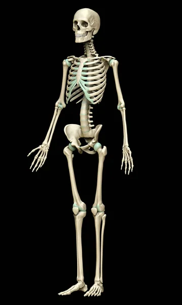 Rendered Medically Accurate Illustration Skeleton System — Stock Photo, Image