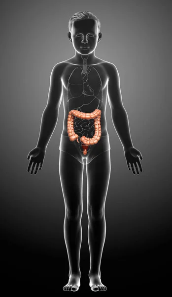 Renderizado Ilustração Medicamente Precisa Anatomia Intestino Grosso Menino — Fotografia de Stock
