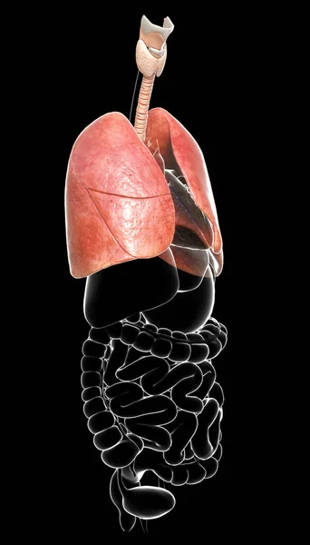 Renderowana Medycznie Dokładna Ilustracja Anatomii Płuc — Zdjęcie stockowe