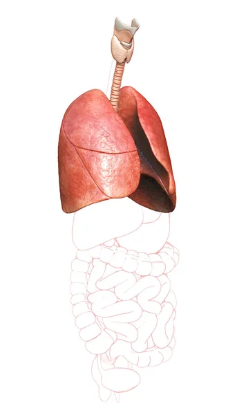 Renderowana Medycznie Dokładna Ilustracja Anatomii Płuc — Zdjęcie stockowe