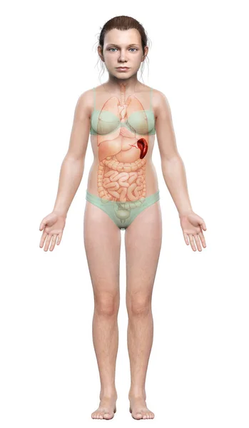 Reso Illustrazione Clinicamente Accurata Una Giovane Ragazza Anatomia Milza — Foto Stock
