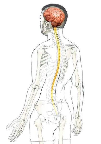 Ilustrarea Corectă Din Punct Vedere Medical Unui Creier Masculin — Fotografie, imagine de stoc