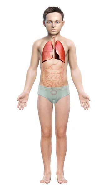Kiolvasztott Orvosilag Pontos Illusztrációja Egy Fiatal Fiú Tüdő Anatómia — Stock Fotó