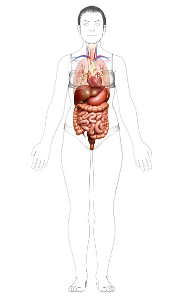 Görs Medicinskt Korrekt Illustration Kvinnliga Matsmältningssystemet Och Hjärtat — Stockfoto